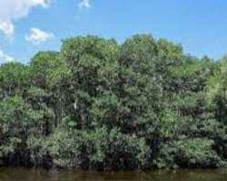 The area was covered with 54000 hectares of mangroves which remained only 794 hectares until the 20th century. Some of the mangroves which are found i